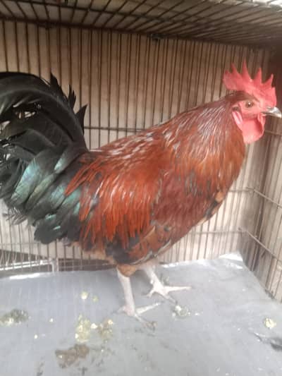 murga. contact number 03330031118 .