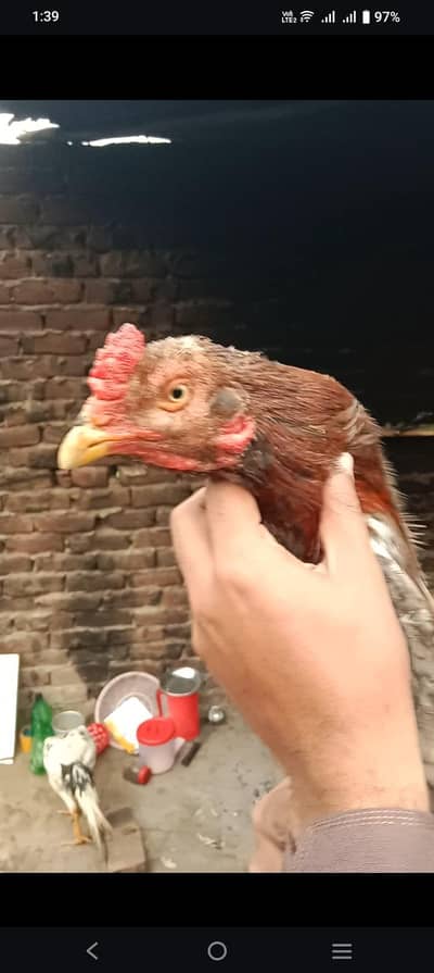 MashaAlha high quality morga watsap 03704035211