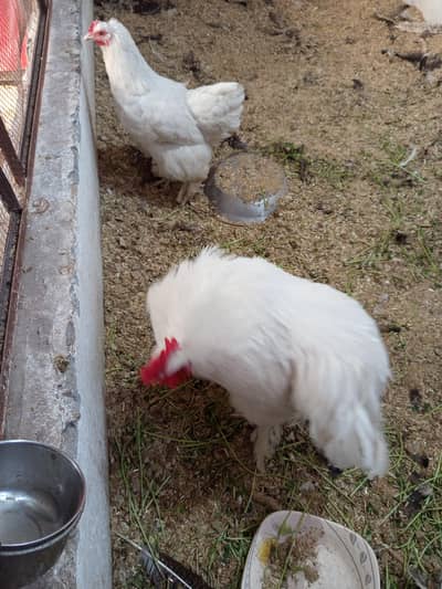 white heavy buff breader pair for sale