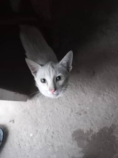 very beautiful cat for sale