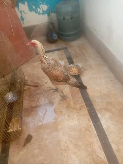 Desi chicken vip Desi murgi ab andhy bhi degi Desi murgi h