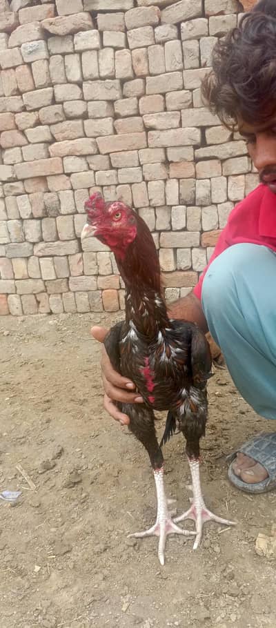 aseel murga urgent for sale