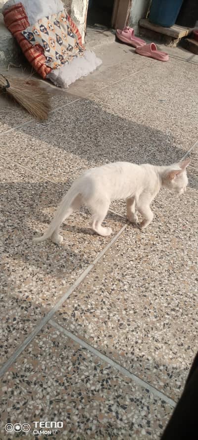 female pure white British breed