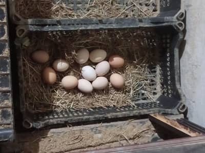 Dasi murgi for sale sale sale. cnt num 03049913039