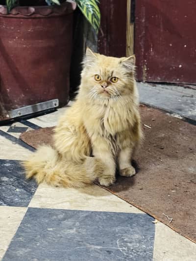 persian cat