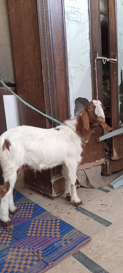 Bakra beetal breed for sale