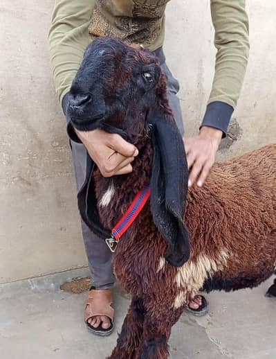 MASHALLAH ABLUCK LARKANA DUMBA BEST FOR QURBANI 2026