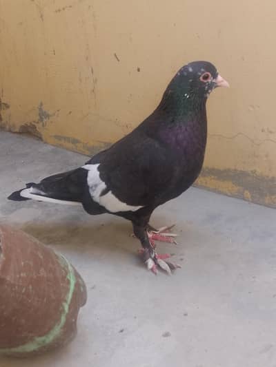 black mainadag pair,kasni mainadag