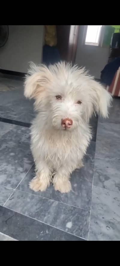 Russian poodle pedigree