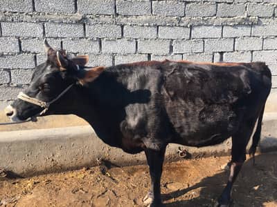 Jersey cow (1St Timer) 9months pregnant