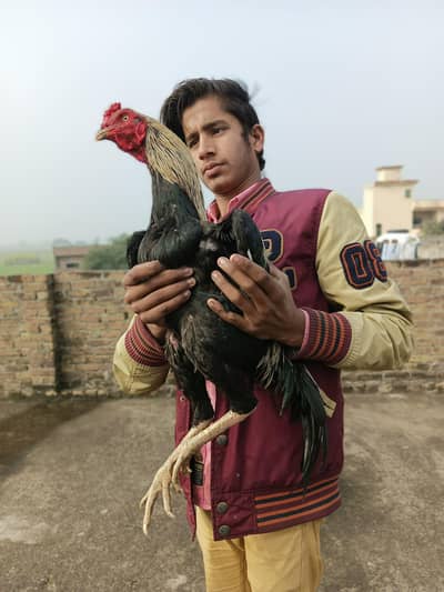 Aseel murga for sale