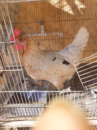 egg laying hen for sell