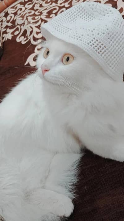 Persian cat , not lazy at all, double coated , vaccinated