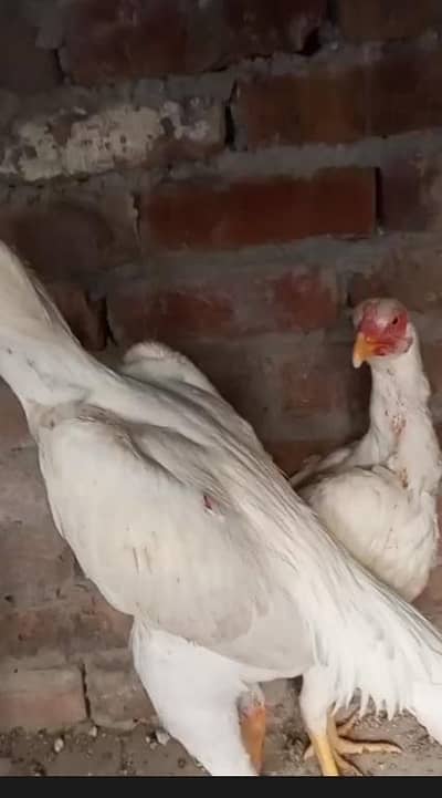 Aseel shamo | O shamo | white shamo | German shamo | Shamo For Sale