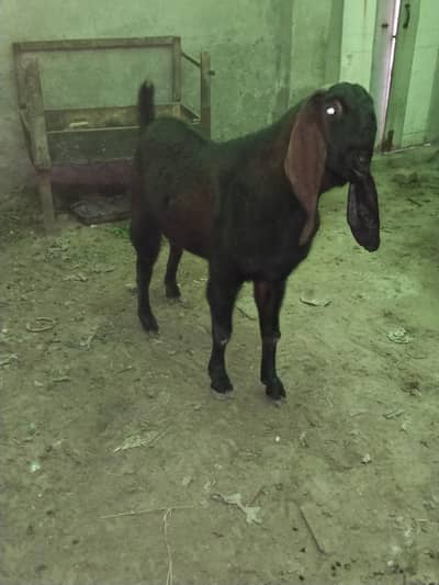 naghra  bredar bakra