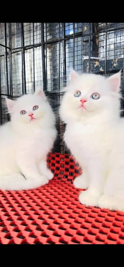 Quality Persian Punch face cat & kitten =03205959094=Whatsapp