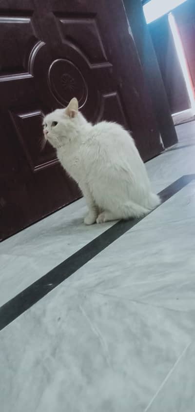 Persian cat Doll face