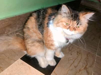 triple coated Sami punch face Persian cat