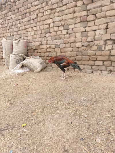 Aseel murgha Mianwali breed
