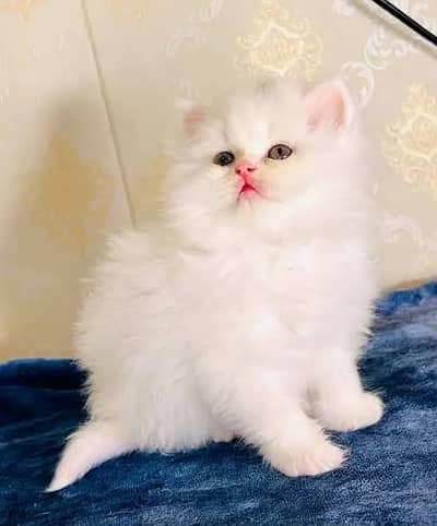 Persian cat tripple coat