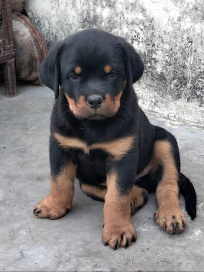 highi qulity pup rottwieler male. .