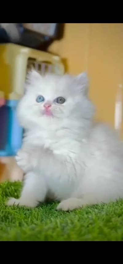 Quality Persian Punch face cat & kitten =03205959094=Whatsapp