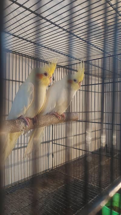 cocktail breeder piar or birds nesting Budgies Cockatiel Breeding Nest