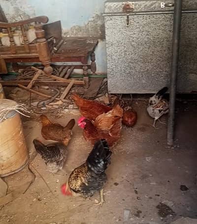 golden misri hens eggs da rhi ha