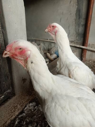 qandhari heera aseel madi