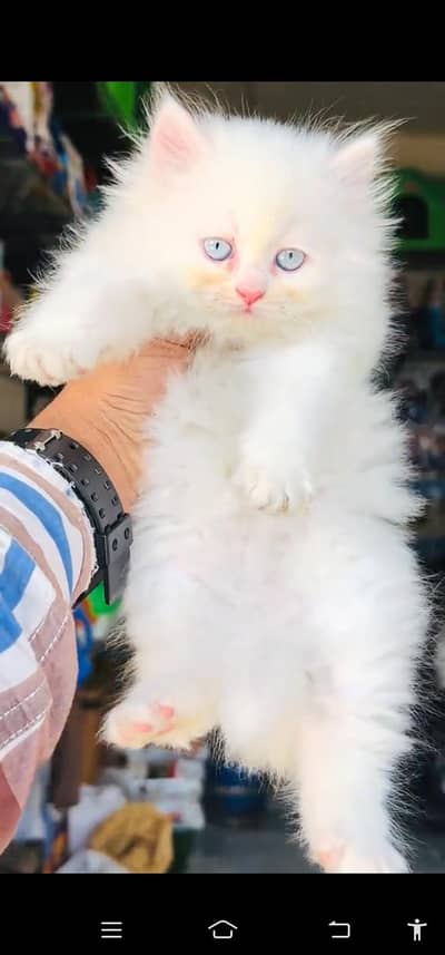 Quality Persian Punch face cat & kitten =03205959094=Whatsapp