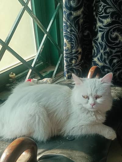 Persian cat , not lazy at all, double coated , vaccinated