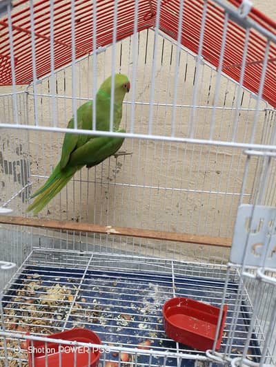 urgent sale  03164397330. only Whatsapp