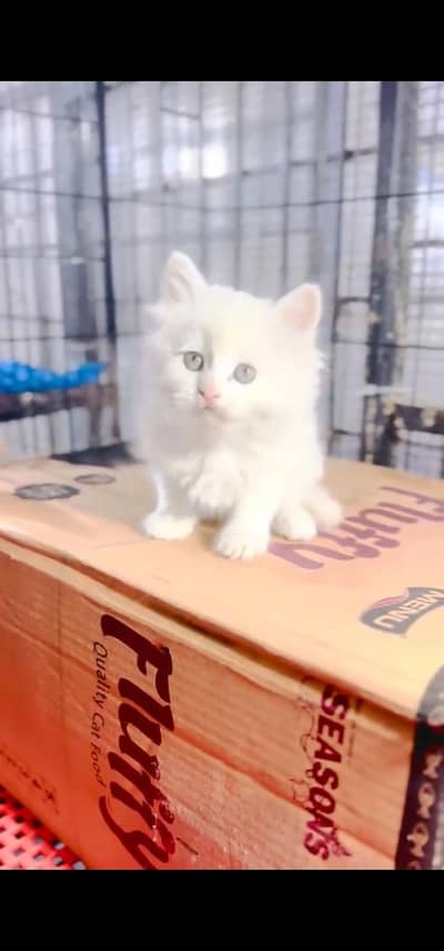 Quality Persian Punch face cat & kitten =03205959094=Whatsapp