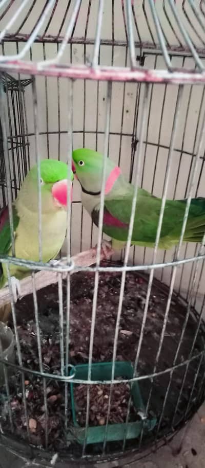 Alexandrine king size full breeder and tamed pair