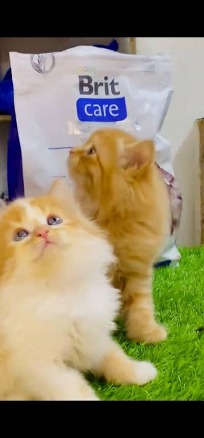 Quality Persian Punch face cat & kitten =03205959094=Whatsapp
