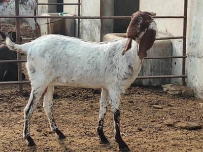 makki cheeni Bakri goat