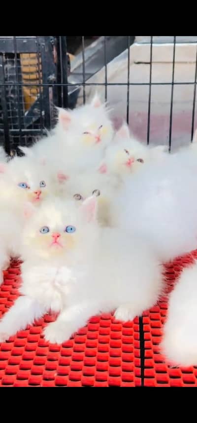 Quality Persian Punch face cat & kitten =03205959094=Whatsapp