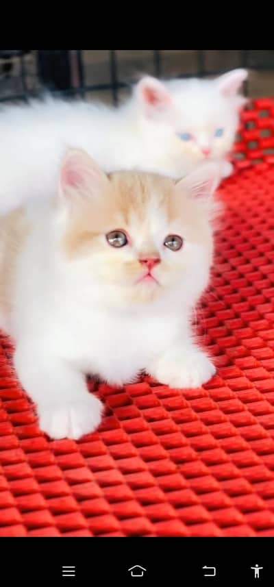 Quality Persian Punch face cat & kitten =03205959094=Whatsapp