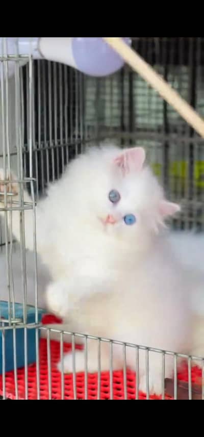 Quality Persian Punch face cat & kitten =03205959094=Whatsapp