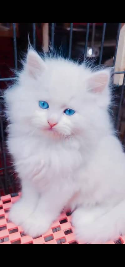 Quality Persian Punch face cat & kitten =03205959094=Whatsapp