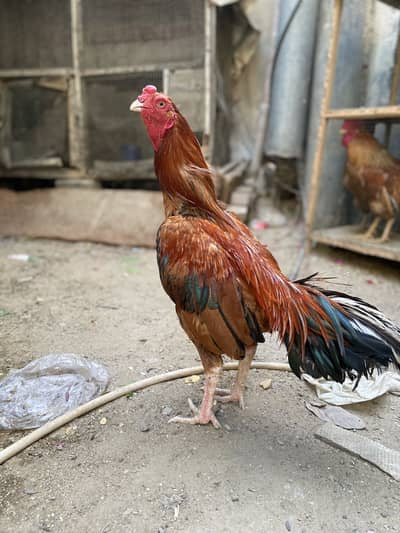 Aseel murga pure mianwali