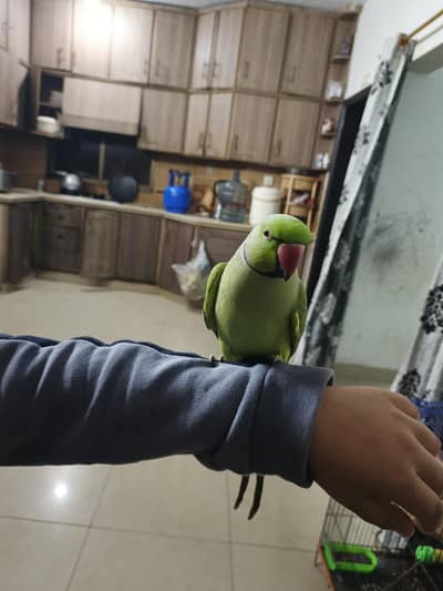male parrot