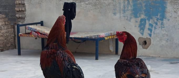 Murgha and Hen , 2 Male and one Female