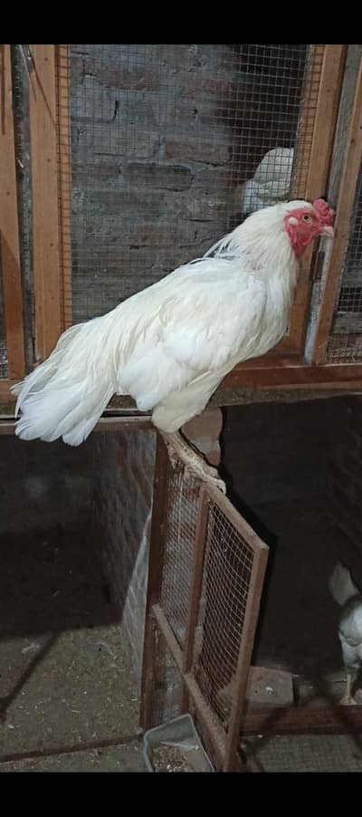 HEERA ASEEL BREEDER MALE