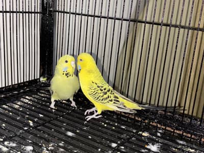 King size-budgie for sale
