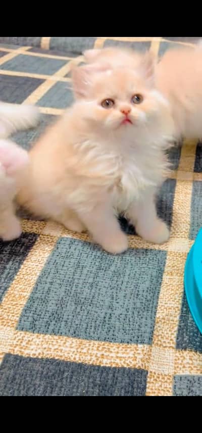 Quality Persian Punch face cat & kitten =03205959094=Whatsapp