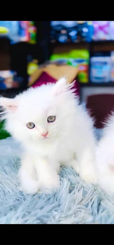 Quality Persian Punch face cat & kitten =03205959094=Whatsapp