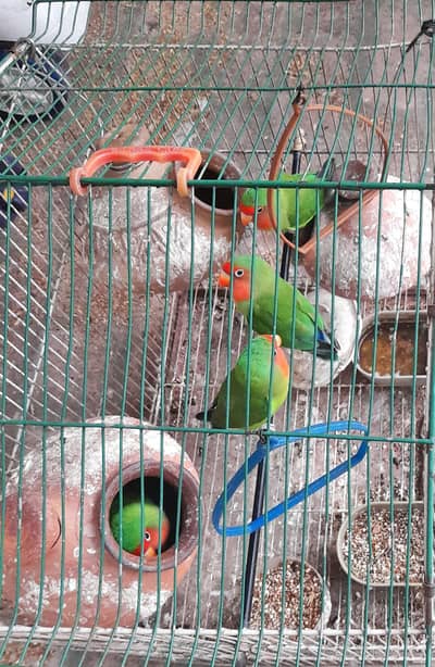 lovebird for sell