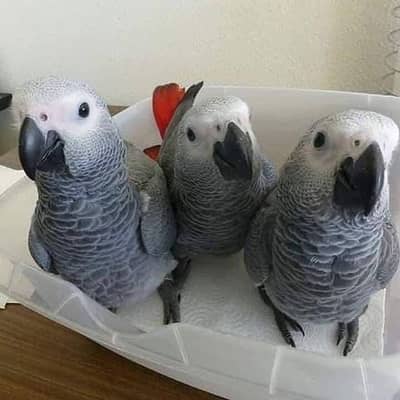 African grey parrot chik 03084102973