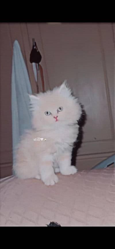 persain kitten triple coat  litter train kitten